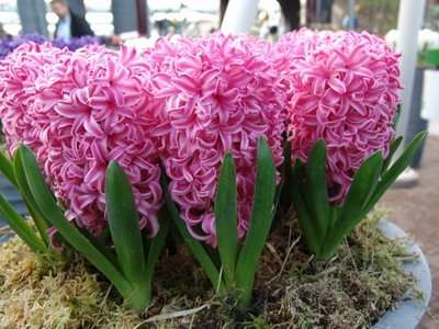 Hyacinty treba pravidelne polievať. Zalievanie by sa malo vykonávať pozdĺž okraja kvetináča, pričom dávajte pozor, aby ste nestriekali vodu. V opačnom prípade kvapky vody zachytené v sínuse listov poškodia rastlinu. Nádherný spôsob zalievania je použitie dažďovej, roztavenej vody, privedenej na izbovú teplotu.