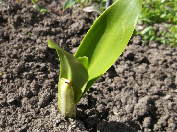 Voksende hymenokallis i det åbne felt
