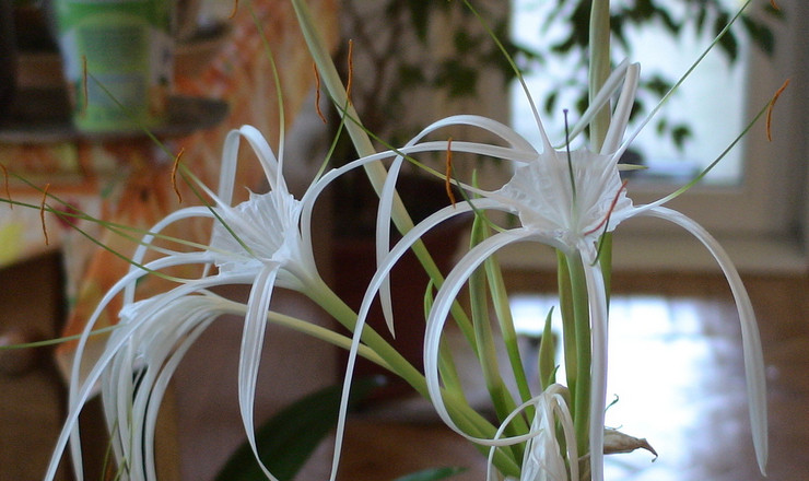 Hymenokallis plejer derhjemme