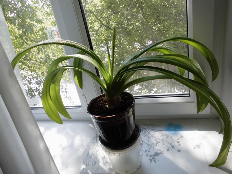 Til vanding af hymenokallis skal du kun bruge bundfældet vand.