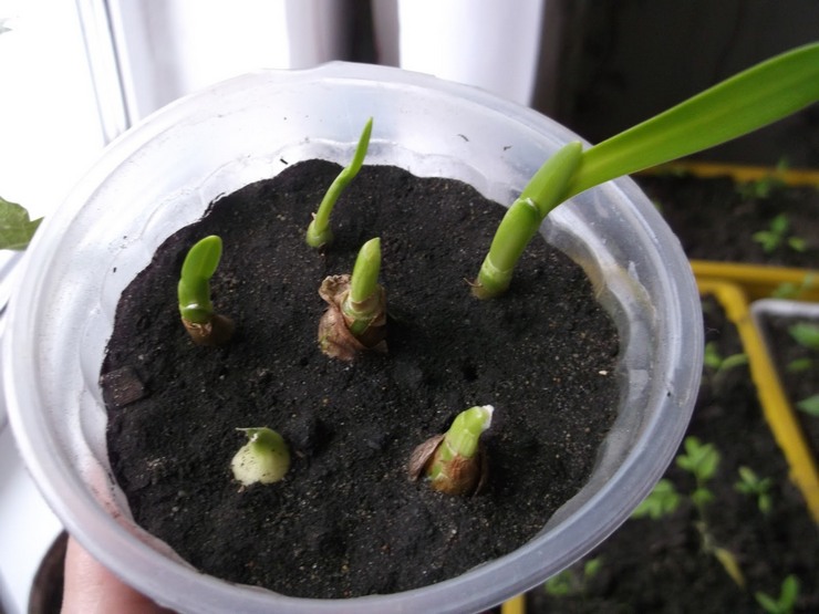 Reproduktion af hymenokallis