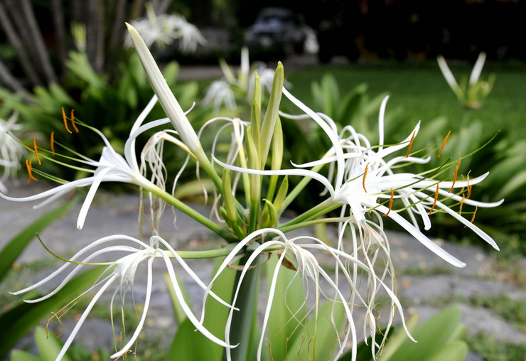 Populære typer af hymenokallis