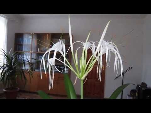 Hymenokallis smuk (H. speciosa) -