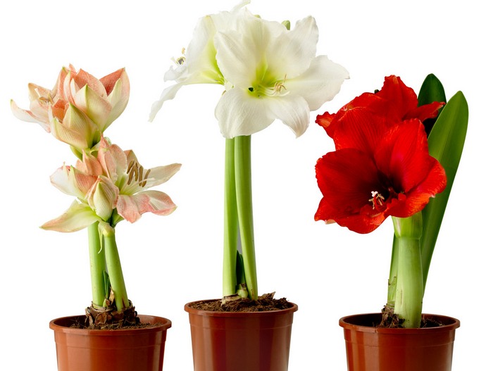 Korrekt vanding af hippeastrum