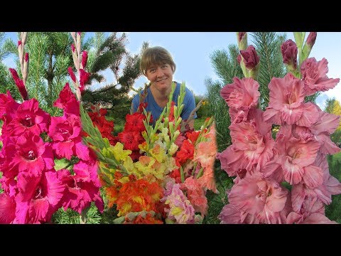 En ædel smuk mand i dit blomsterbed. Gladioli: grundlæggende regler for dyrkning