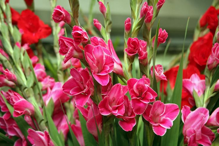 Udendørs gladioli pleje