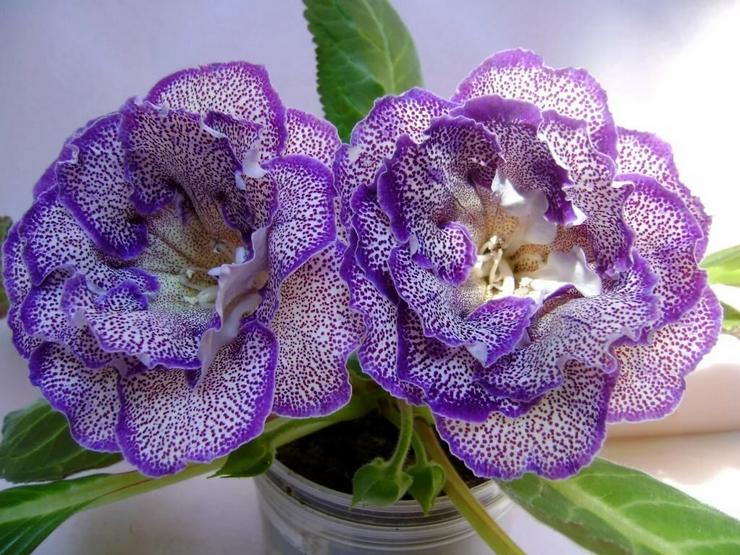 Gloxinia smuk
