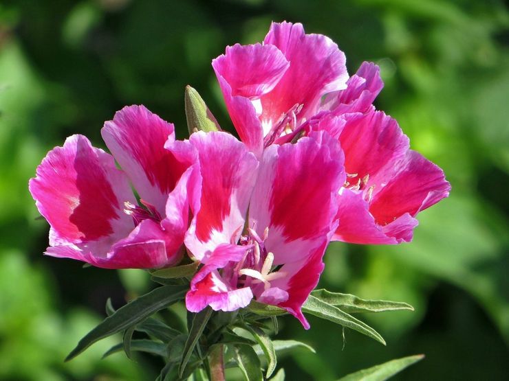 Godetia grandiflorum