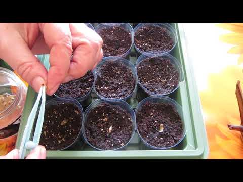 Plantning af HOMFRENA for første gang! Fantastisk TØR FARVE til vores vinterbuketter!