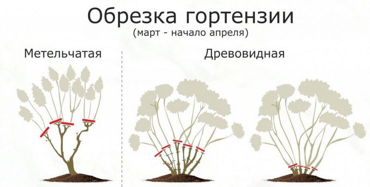 Beskæring af hortensia