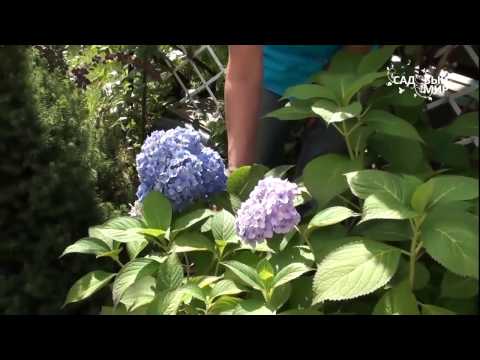 Havepleje, beskæring og overvintring af haven. Konsulent LI Kalashnikova