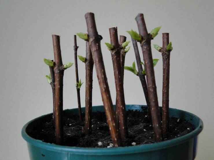 Skæring af træhortensia