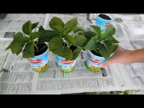 Hortensia træ! Formering ved stiklinger!