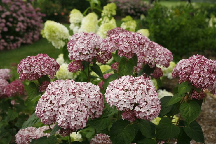 Hortensia trælignende Incredibol