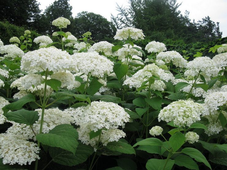 Hortensia træ Sterilis