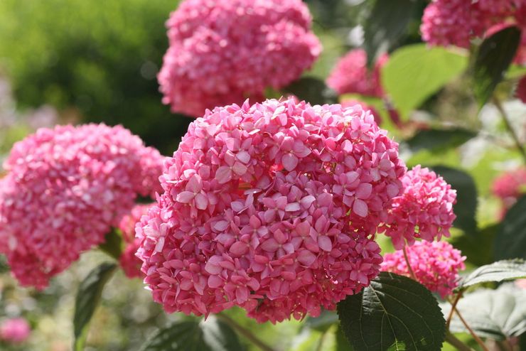 Hortensia træ Invincibelle