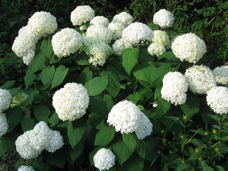 Hortensia træ Annabelle
