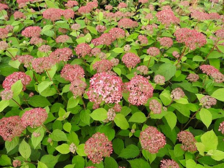 Hortensia træagtig Pink pinkushen