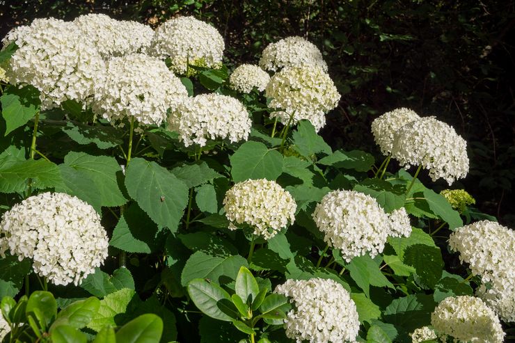 Beskrivelse af det træagtige hortesia