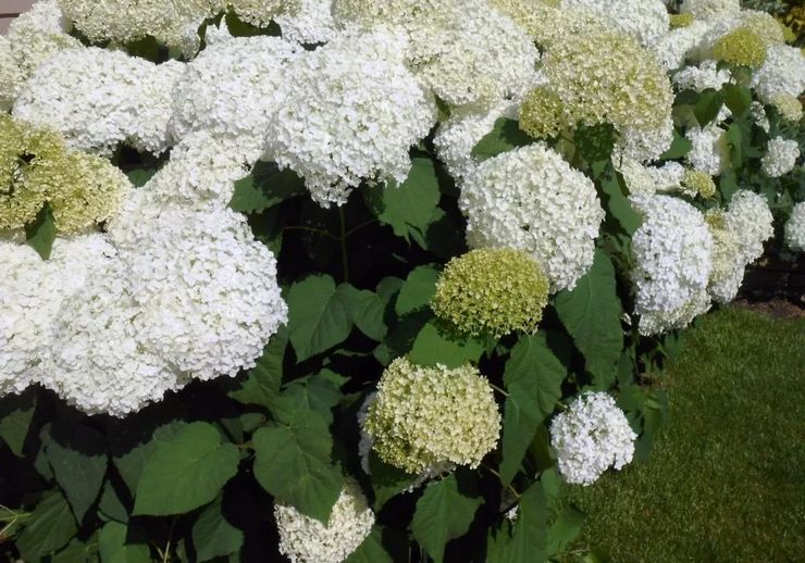 Hortensia træ bounty