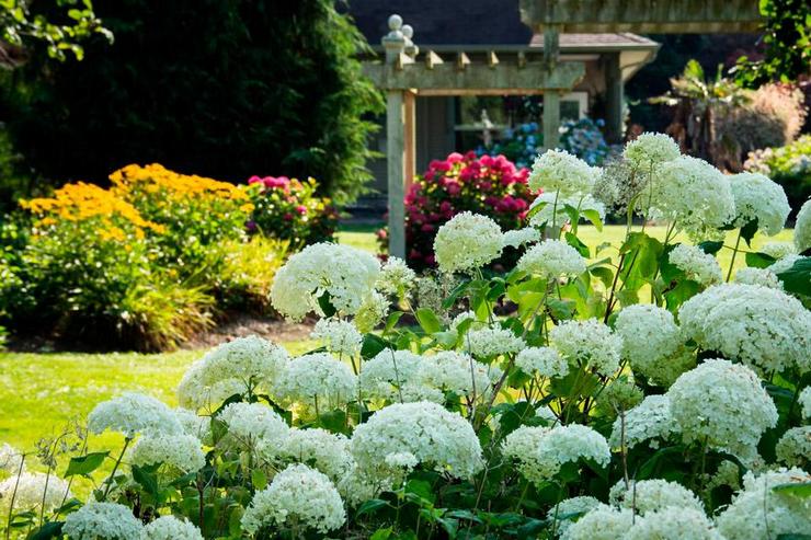 Træhortensia i landskabsdesign