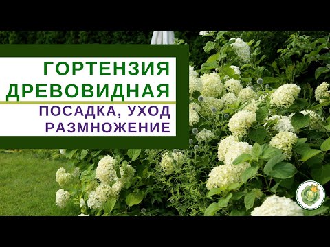 TREE HORTENSIA - plantning, pleje, reproduktion
