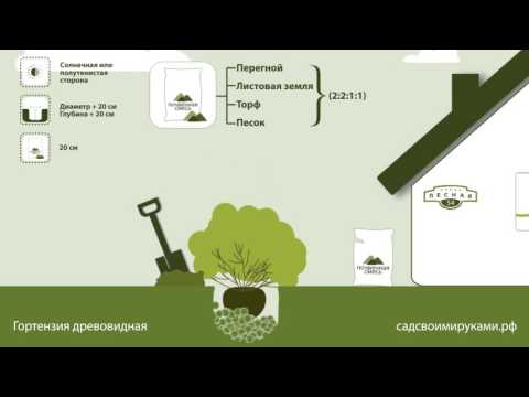 Hortensia. Plantningsinstruktioner. Have Egne Hænder