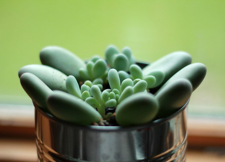 طرق التكاثر من Graptopetalum