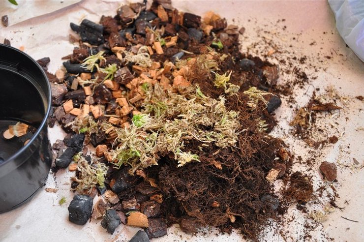 Maan osat orkideoille