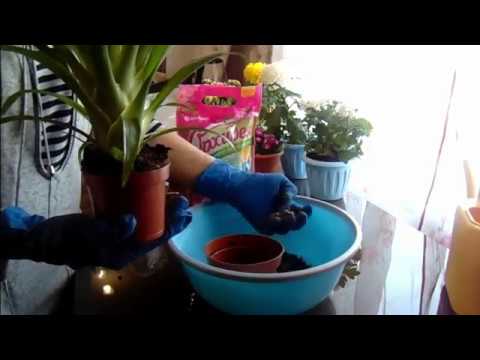 Guzmania - transplantation, pleje.