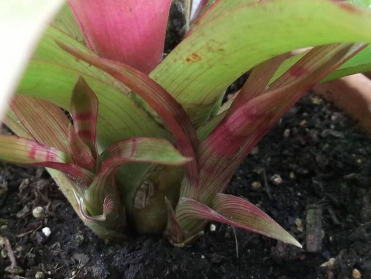 Reproduktion af guzmania ved at dele busken