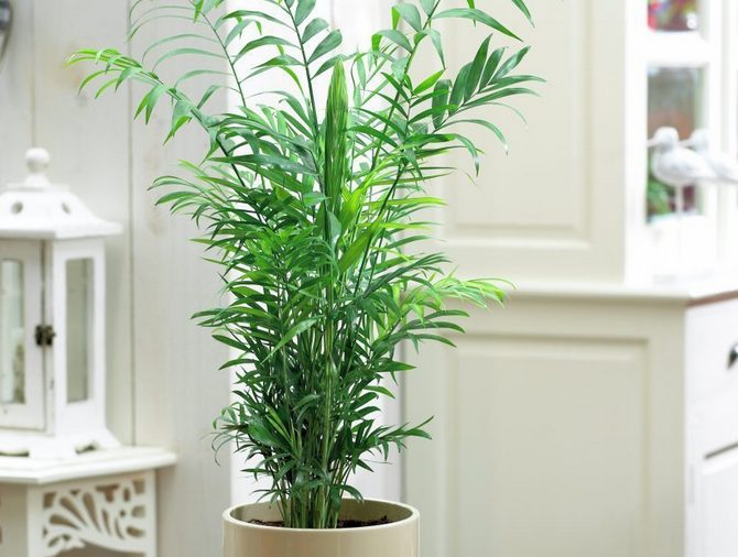 Χαμεδορέα. Φροντίδα και καλλιέργεια στο σπίτι. Μεταμόσχευση και αναπαραγωγή