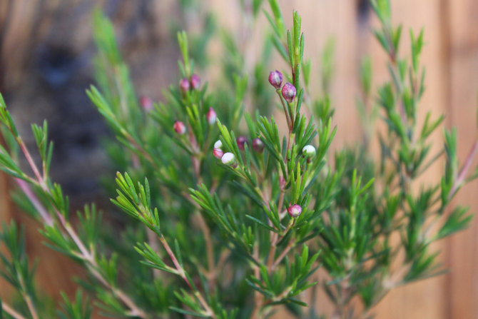 Αναπαραγωγή χαμαιλακίου