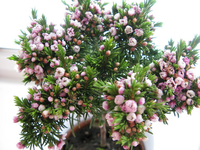 Δυσκολίες στην καλλιέργεια χαμελακίου