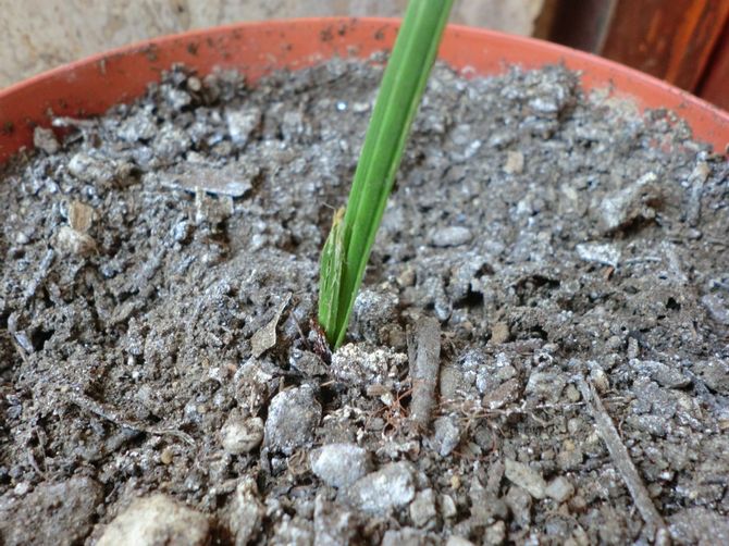 تكاثر هاميروبس