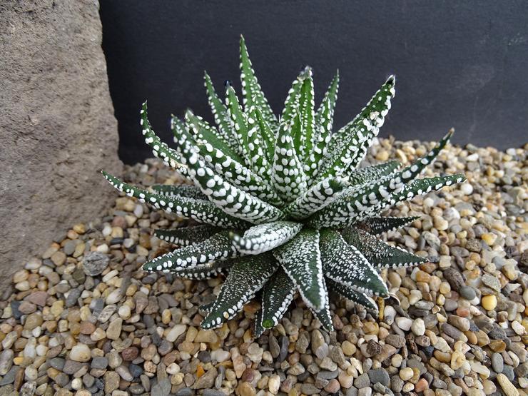 Haworthia tegnet