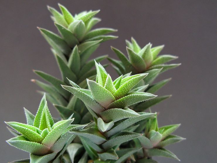 Haworthia klæbrig