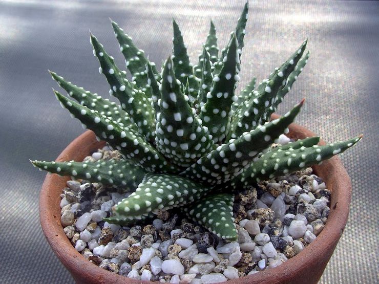 Haworthia perle