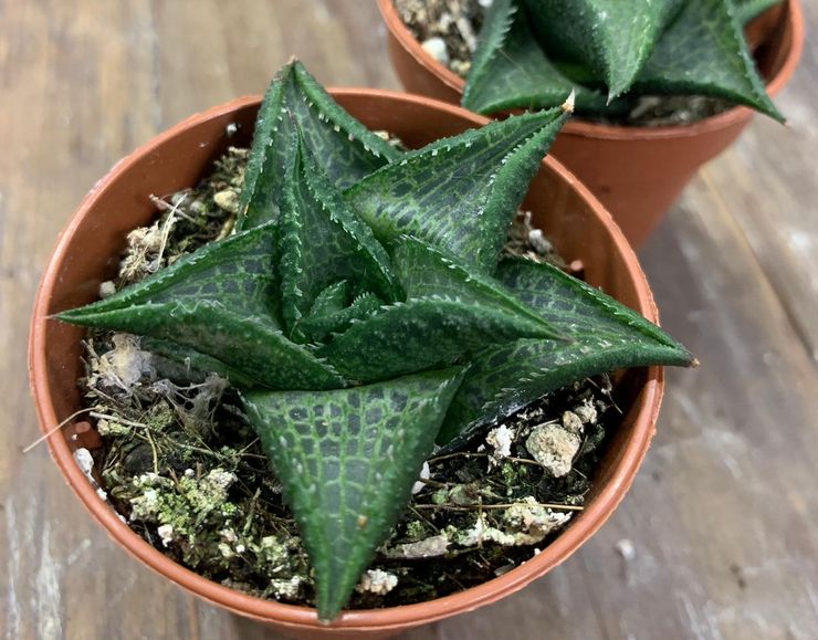 Haworthia skak