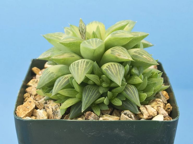 Haworthia afstumpet