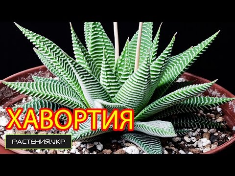 Haworthia hjemmepleje / Haworthia perle