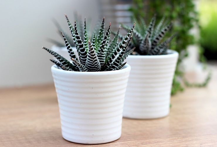 Hjemmepleje til haworthia