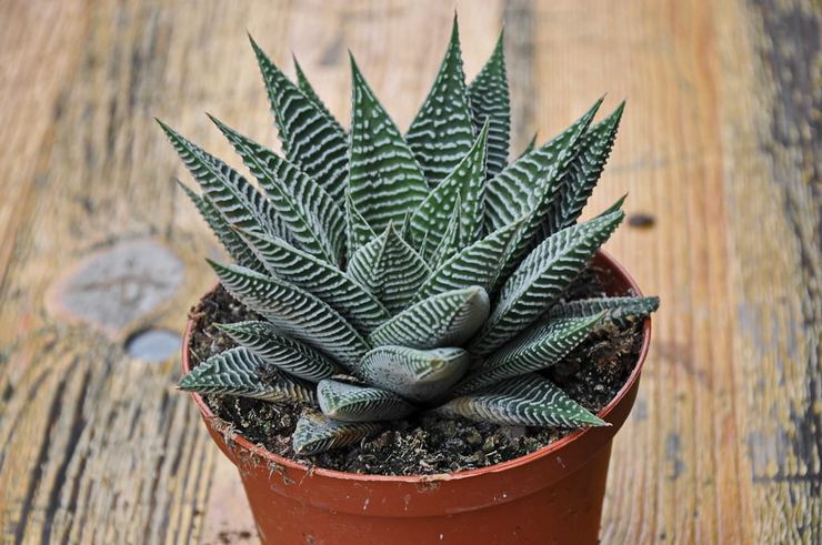 Sådan befrugtes Hawortia