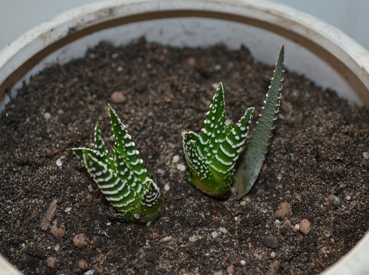 Avlsmetoder af Haworthia