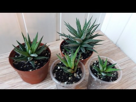 Haworthia Care Sådan formerer og planter Haworthia børn