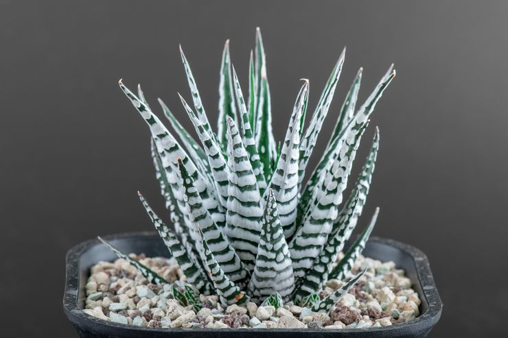 Haworthia stribet