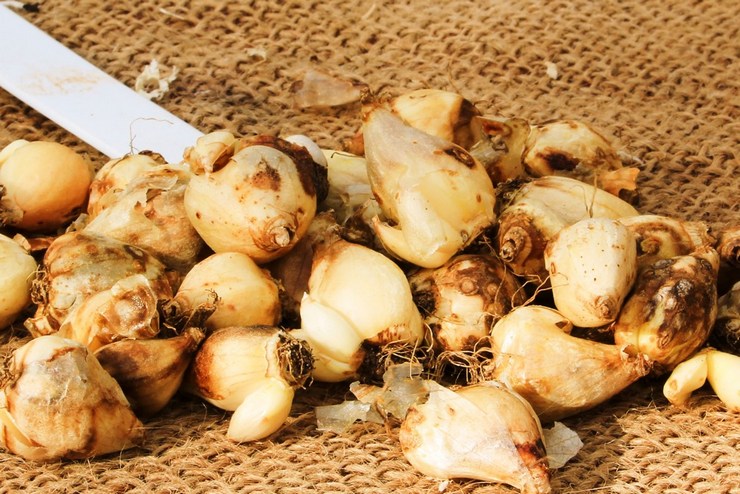 Transplantácia a reprodukcia