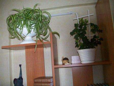 En af egenskaberne ved chlorophytum er at berige luften med ilt. Derfor er denne plante placeret i køkkenet, hvor skadelige mikroorganismer oftest ophobes.