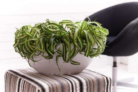 En person støder ofte på skadelige stoffer i miljøet, som man let kan blive syg af. Hvad hvis der er så mange skadelige kemikalier rundt omkring? Det er her chlorophytum vil hjælpe dig.