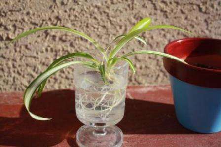 reproduktion af chlorophytum